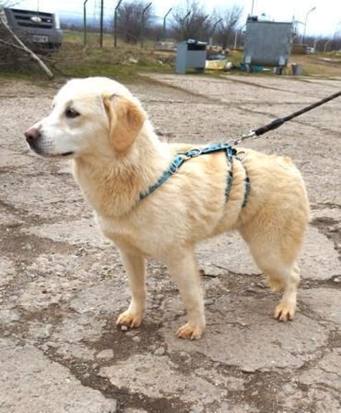 ❤Bonita braucht Hilfe ab 21.02. BEI UNS