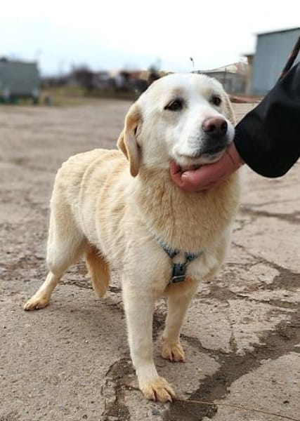 ❤Bonita braucht Hilfe ab 21.02. BEI UNS