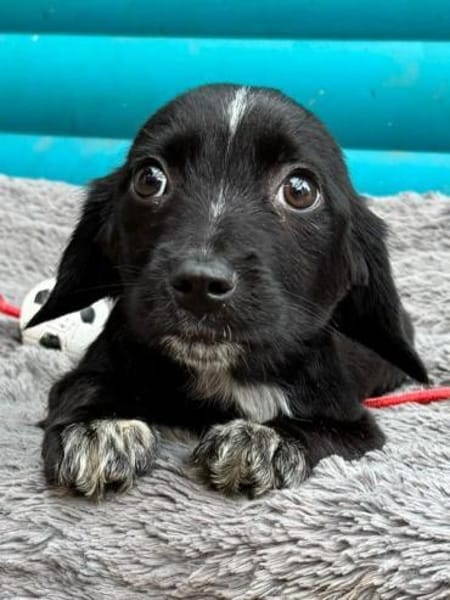 JANNIK-bezaubernder Welpen-Rüde,19 cm