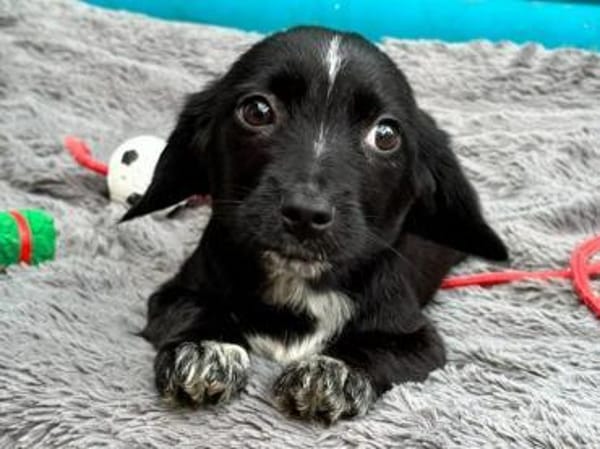 JANNIK-bezaubernder Welpen-Rüde,19 cm