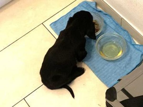 JANNIK-bezaubernder Welpen-Rüde,19 cm