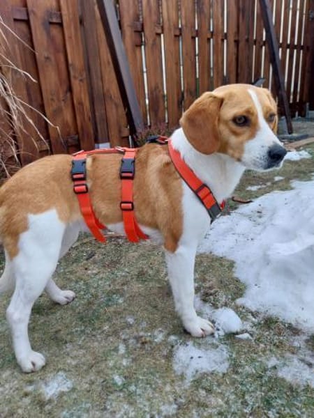 Betty, aktive Mischlingshündin