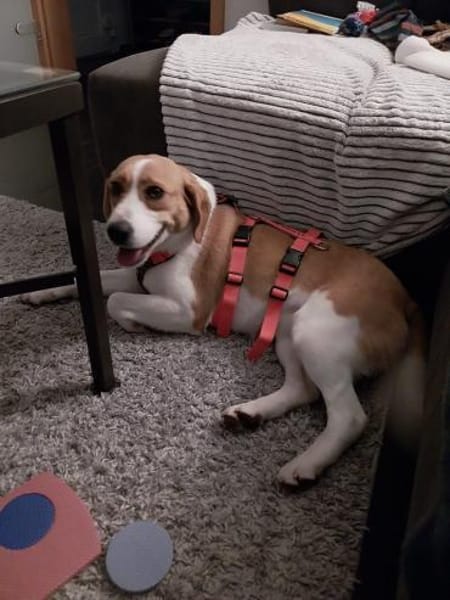 Betty, aktive Mischlingshündin