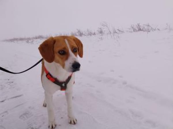 Betty, aktive Mischlingshündin