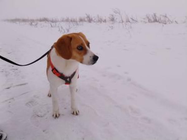 Betty, aktive Mischlingshündin