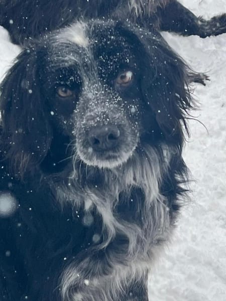 Ruhiger braver Valik wartet auf Sie!