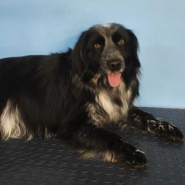 Ruhiger braver Valik wartet auf Sie!