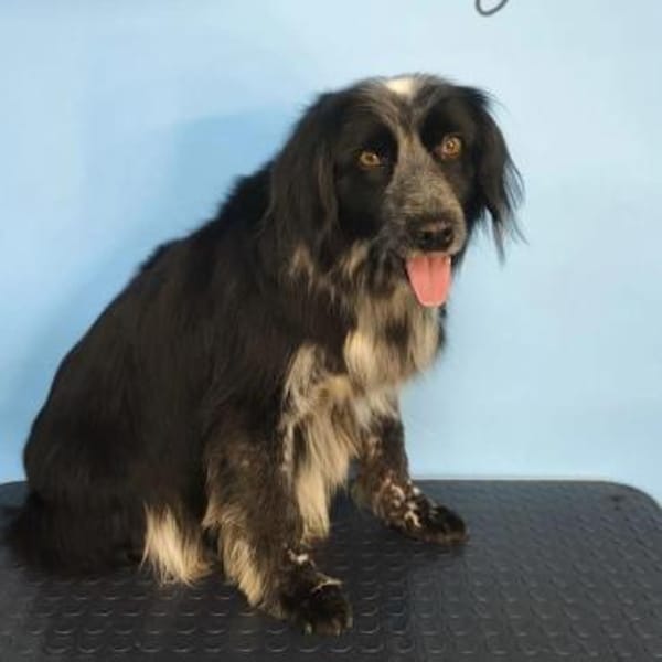 Ruhiger braver Valik wartet auf Sie!