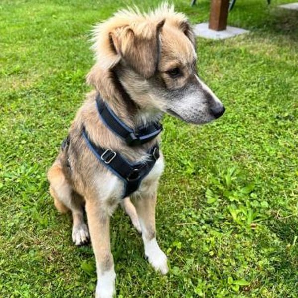 💙 Lieber Junghund Diesel sucht dich! 🐾