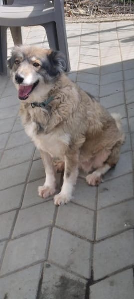 Yvette, fröhliche Hündin sucht Familie