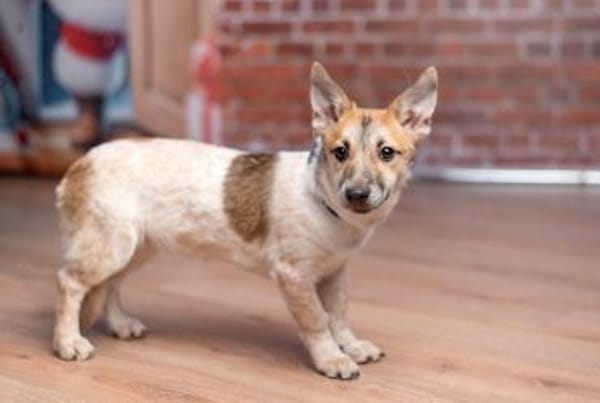 Ruhige CAMI hofft auf eine Familie