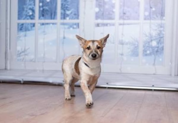 Ruhige CAMI hofft auf eine Familie