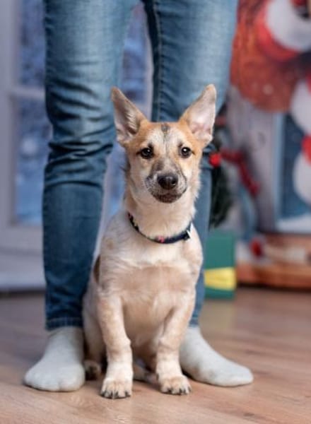 Ruhige CAMI hofft auf eine Familie