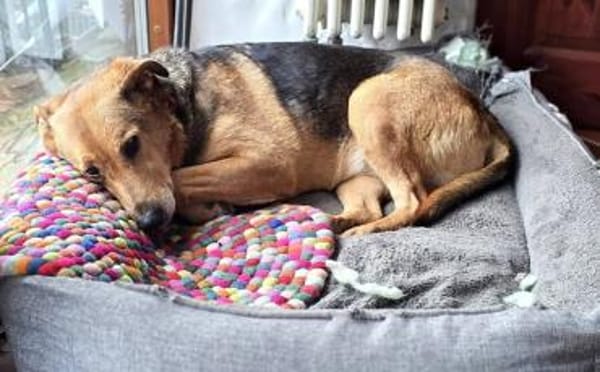 Hallo ich bin Cecile! Adopt. Don´t shop!