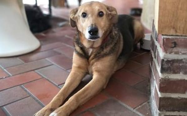 Hallo ich bin Cecile! Adopt. Don´t shop!