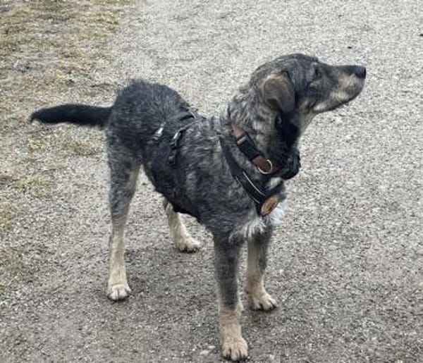 Strolch sucht ein aktives Zuhause