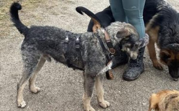 Strolch sucht ein aktives Zuhause