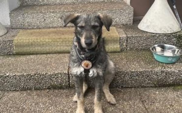 Strolch sucht ein aktives Zuhause