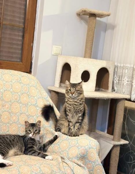 CEVIZ auf dem Weg ins Glück 🍀