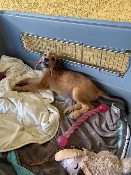 YOUPI, joyeux bébé