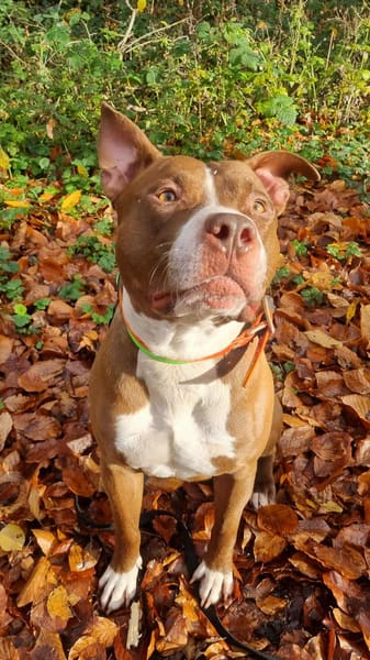 Quel beau chien, ce TATUM !