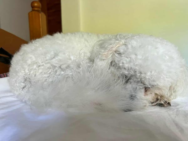 Téquila un amour de louloute