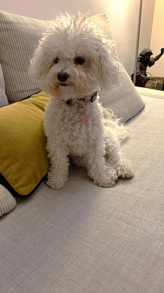 Téquila un amour de louloute