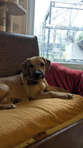 GOLIATH, le créole ch'ti