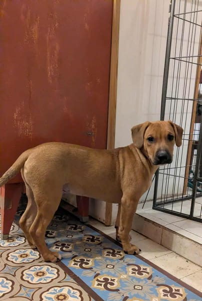 GOLIATH, le créole ch'ti