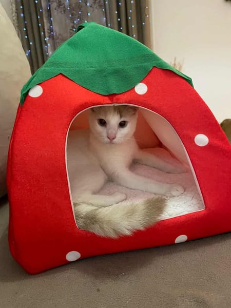 Lily Rose, la petite pupuce