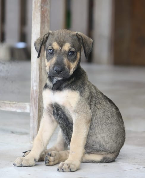KARMA, Chiot femelle Berger Créole