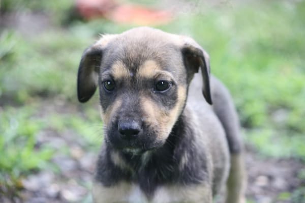 KARMA, Chiot femelle Berger Créole