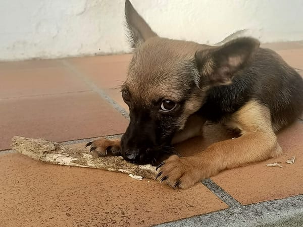MALOYA, Chiot femelle Berger créole