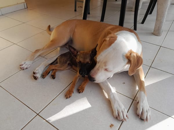 MALOYA, Chiot femelle Berger créole