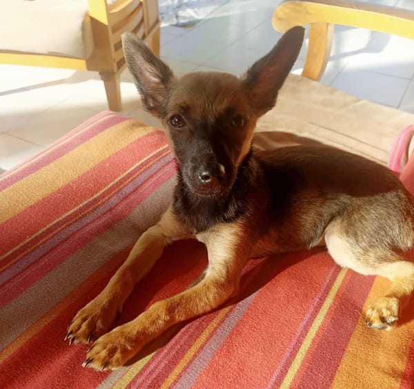 MALOYA, Chiot femelle Berger créole