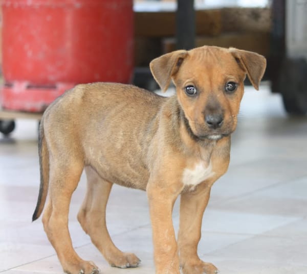 KARAMELLE, Chiot femelle Berger Créole