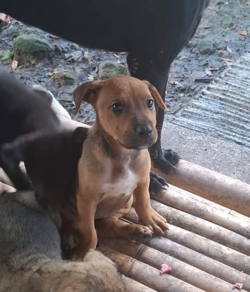 KARAMELLE, Chiot femelle Berger Créole