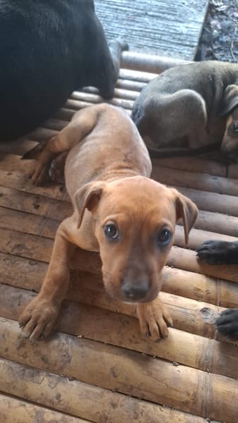 KARAMELLE, Chiot femelle Berger Créole