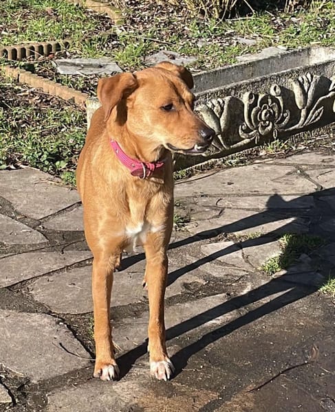 CHOUPY, Mâle berger créole junior