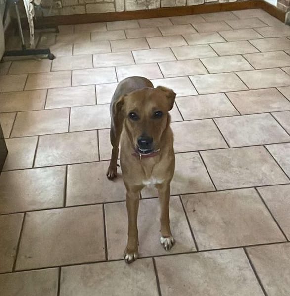 CHOUPY, Mâle berger créole junior