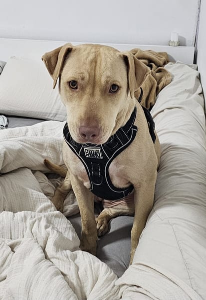 PHOENIX Croisée Labrador Femelle junior