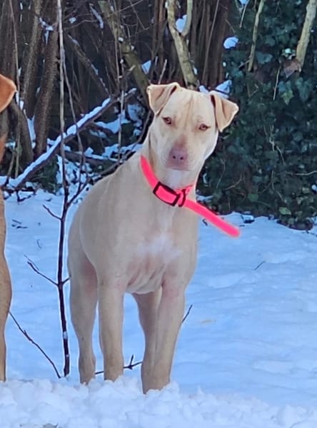 PHOENIX Croisée Labrador Femelle junior