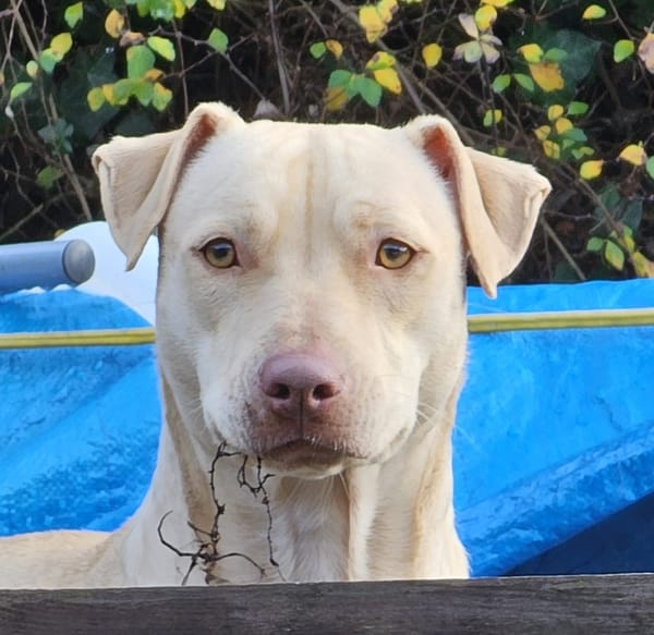 PHOENIX Croisée Labrador Femelle junior