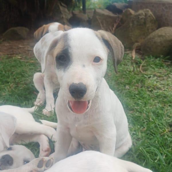 HUXLEY, chiot Croisé Labrador mâle