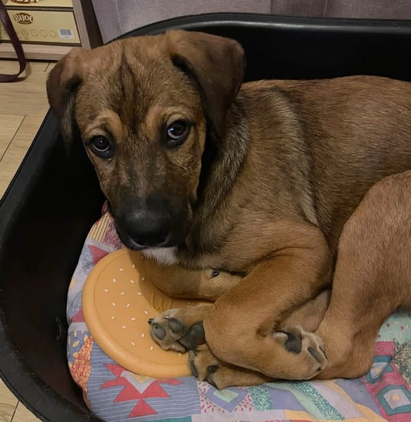 SAMOA, chiot Berger Créole mâle