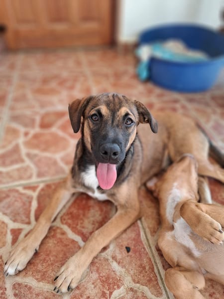 NAMEA, chiot Berger Créole femelle