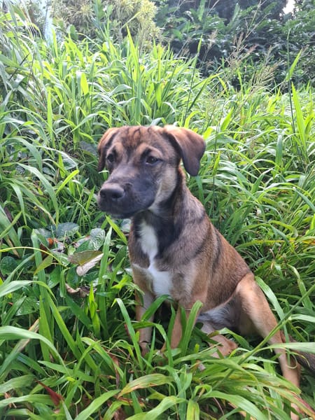 NAMEA, chiot Berger Créole femelle