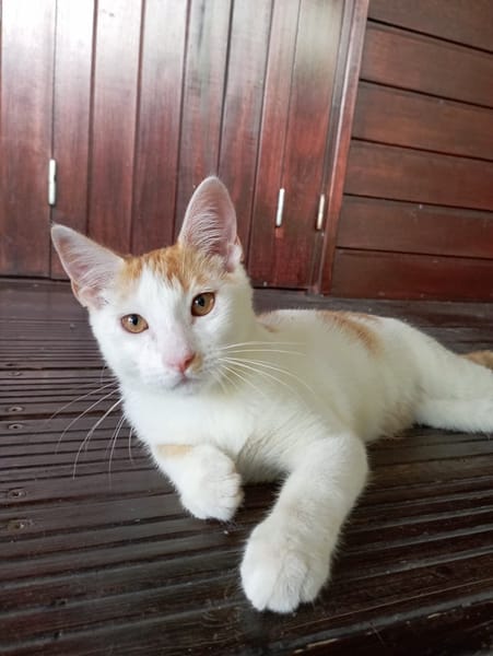 WAKOU, chaton européen