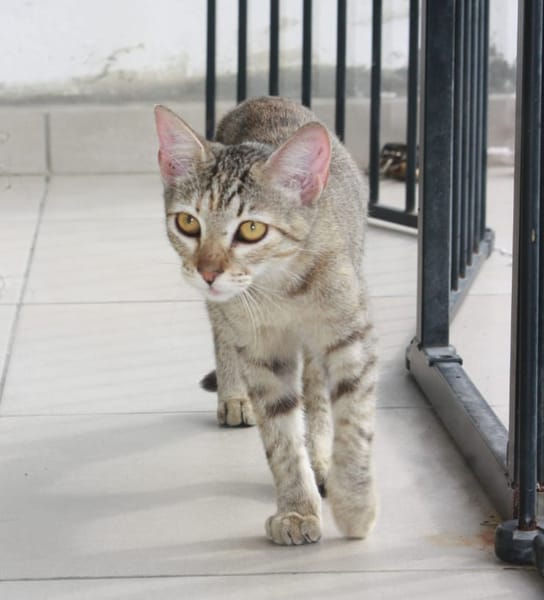 RAYA, chaton femelle européen