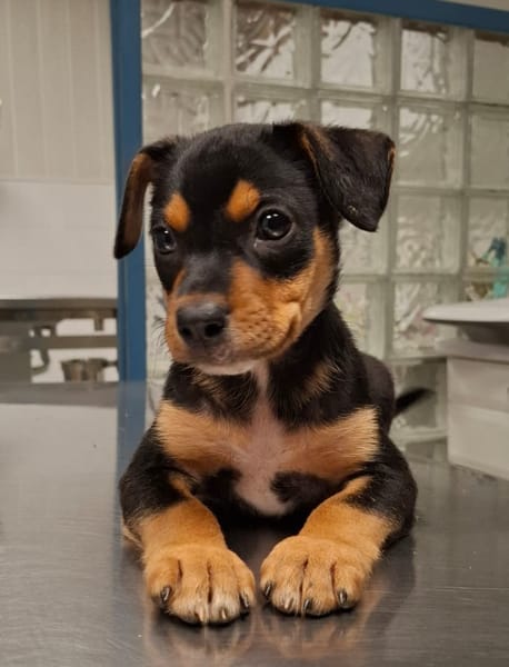 PAPOA, Chiot mâle Berger Créole